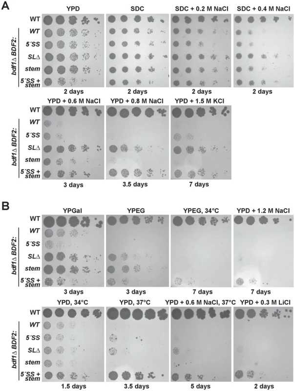 Mutation of the Rnt1p target stem-loop and 5′-splice site suppresses <i>bdf1Δ</i> growth defects in various environmental conditions.
