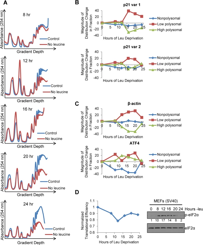 Polysome profiling reveals differences between the translational efficiencies of p21 variants 1 and 2 under nutrient stress.