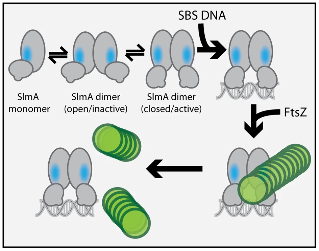 Model for SlmA activation.