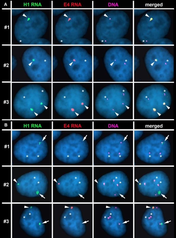 The Cre/loxP-mediated deletions occurred on the expressed allele of <i>ASAR15</i>.