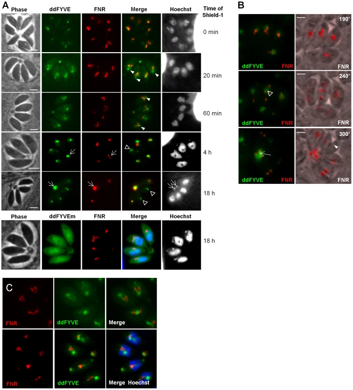 PI3P-binding module disturbs apicoplast biogenesis.