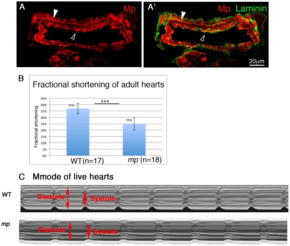 Mp activity is essential for proper heart contraction of adult fly hearts.