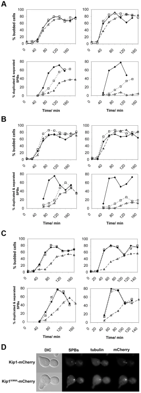 Impaired SPB separation in cells dependent on either Kip1 or Cin8 CDK site mutants as their only kinesin-5.