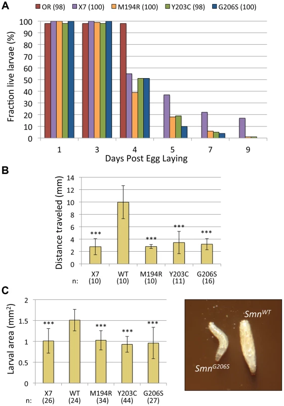 Phenotypic characterization of three severe YG box mutants.