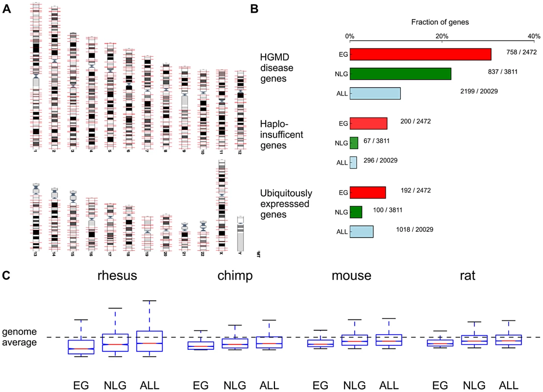 Functional and evolutionary characteristics of essential genes.