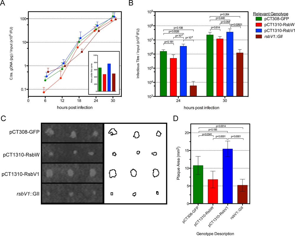 The effect of <i>rsbW</i> and <i>rsbV1</i> expression on genomic replication and development of infectious progeny.