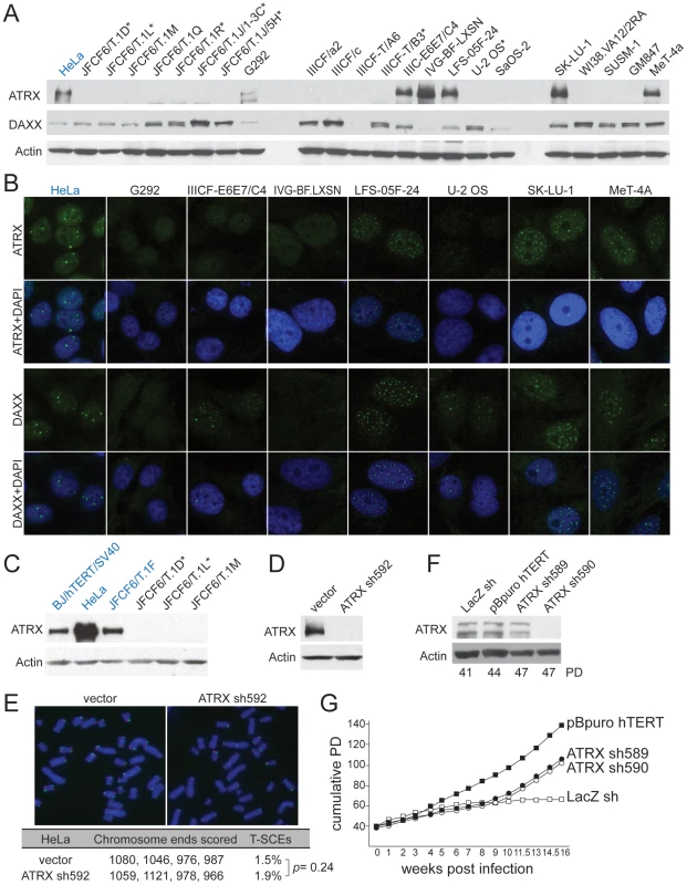 Deficiency in ATRX/DAXX correlates with ALT.