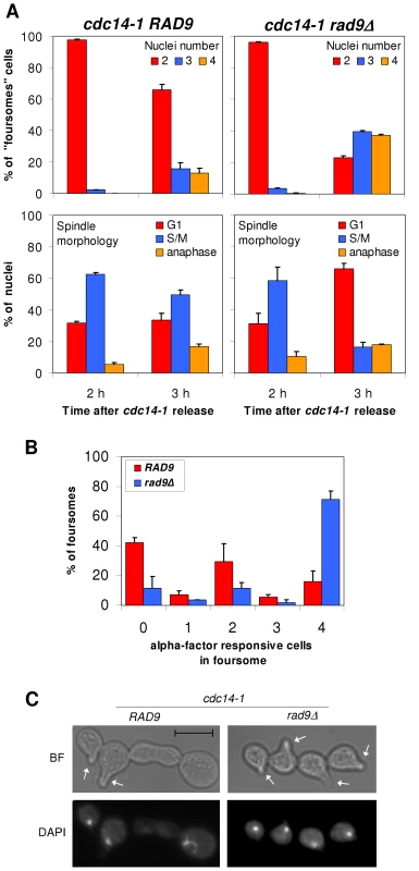 The G2/M arrest that follows a <i>cdc14-1</i> release is dependent on Rad9.
