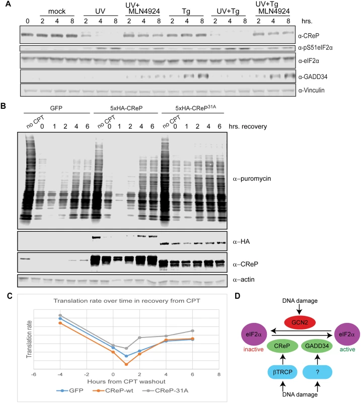 Consequences of CReP turnover downstream of eIF2α phosphorylation.