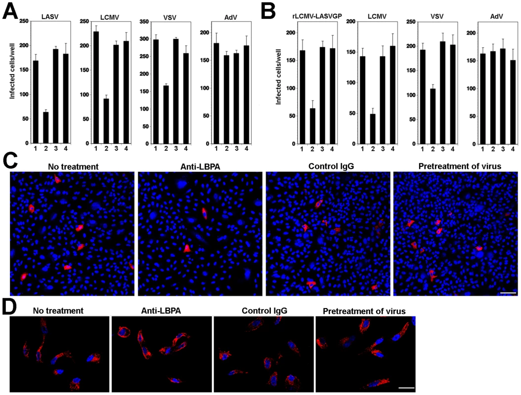Cell entry of LASV and LCMV depends on LBPA.