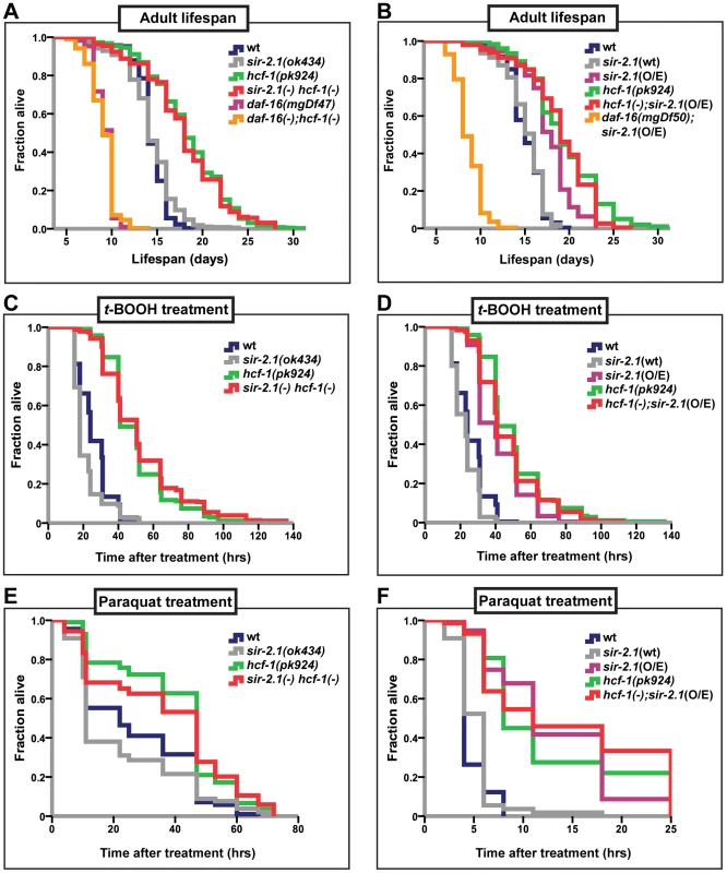 <i>hcf-1</i> acts downstream of <i>sir-2.1</i> to modulate lifespan and oxidative stress response.