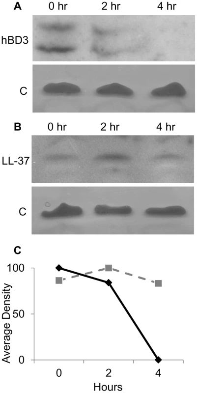 <i>In vivo</i> degradation of AMPs in NTHI cytoplasm.