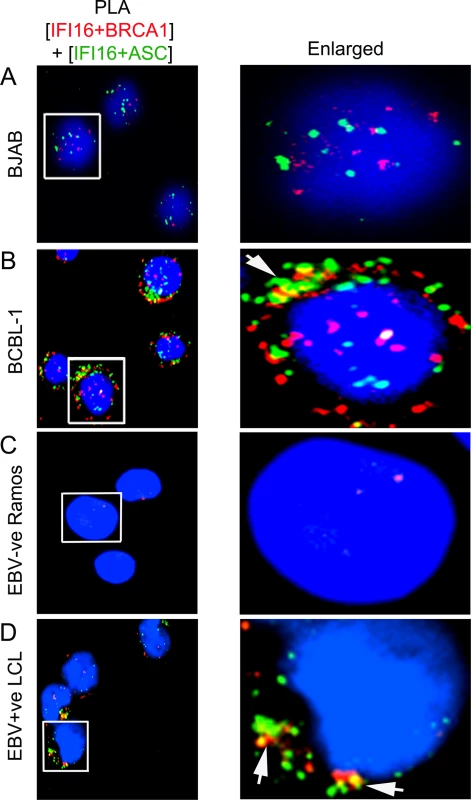 Analysis demonstrating that IFI16, ASC and BRCA1 are present in the same molecular complex in KSHV and EBV infected cells.