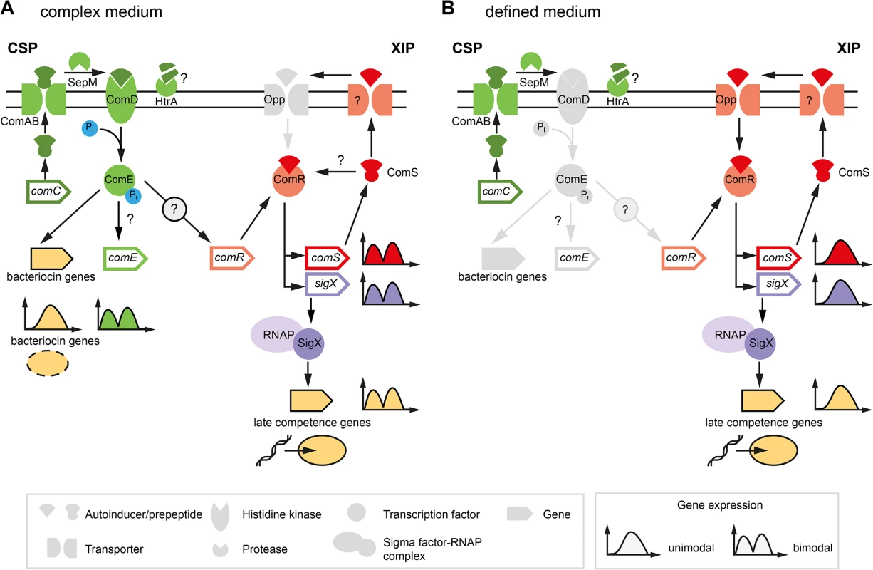 Previous model of competence development in <i>S</i>. <i>mutans</i> in complex (A) and defined medium (B).