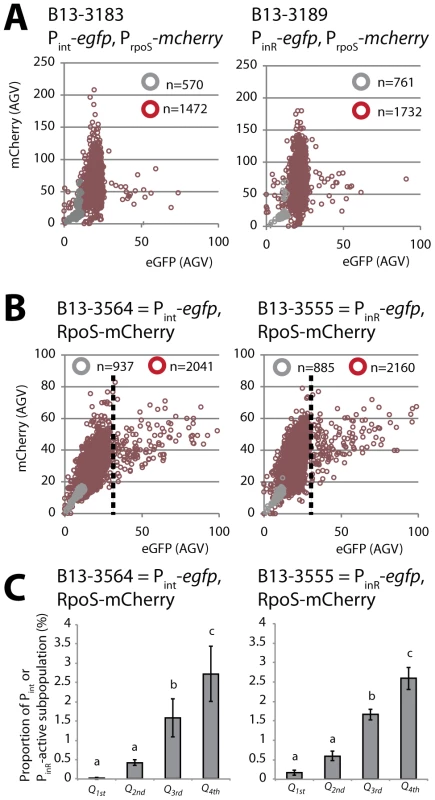 Correlation between <i>rpoS</i> and either P<i><sub>int</sub></i> or P<i><sub>inR</sub></i> expression in <i>P. knackmussii</i> B13.