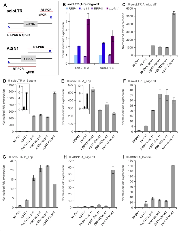 Effect of exosome subunits depletion on expression of ncRNA transcripts from RdDM-regulated loci.