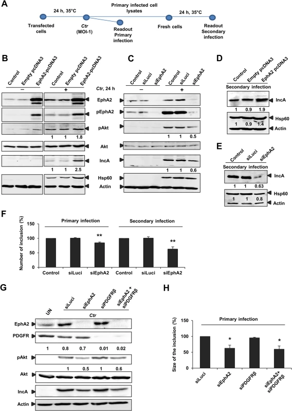 EphA2 overexpression and knockdown influences <i>Ctr</i> infection.