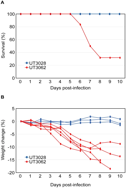 UT3062 differs from UT3028 in its virulence in ferrets.