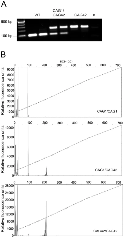 The paternal and maternal transmission of the 42 CAG repeat is stable.