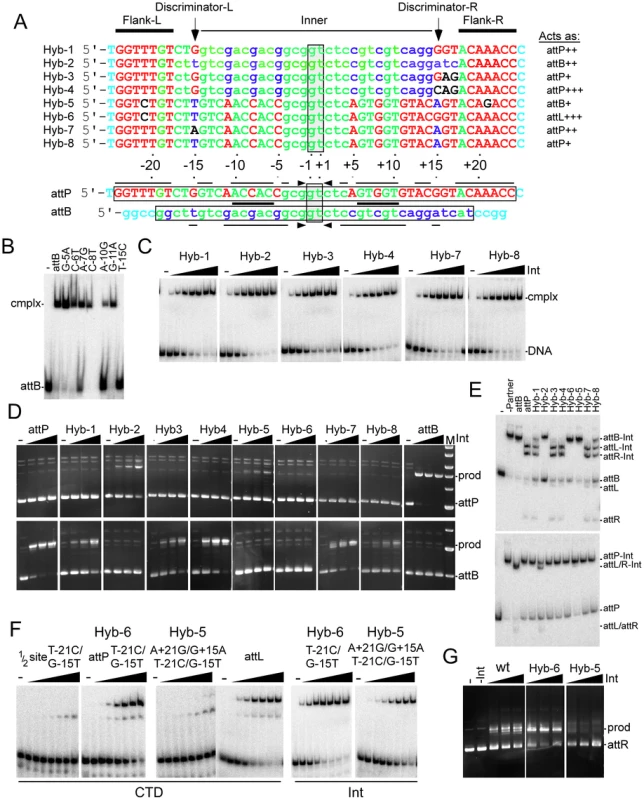 Identifying the determinants of <i>attP</i> and <i>attB</i> identity.