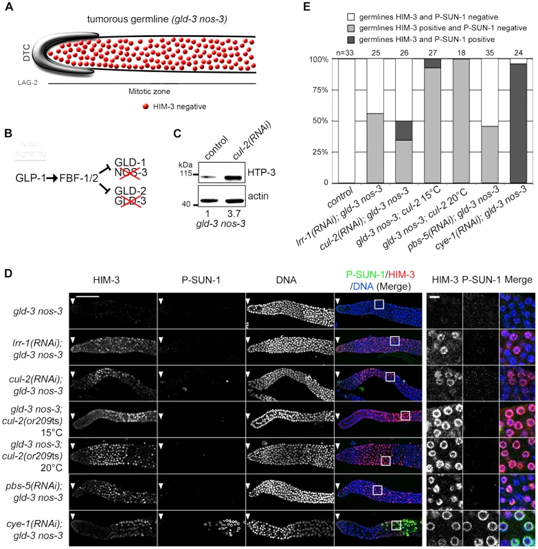 CRL2<sup>LRR-1</sup> E3-Ligase controls HIM-3 loading on chromosomes.