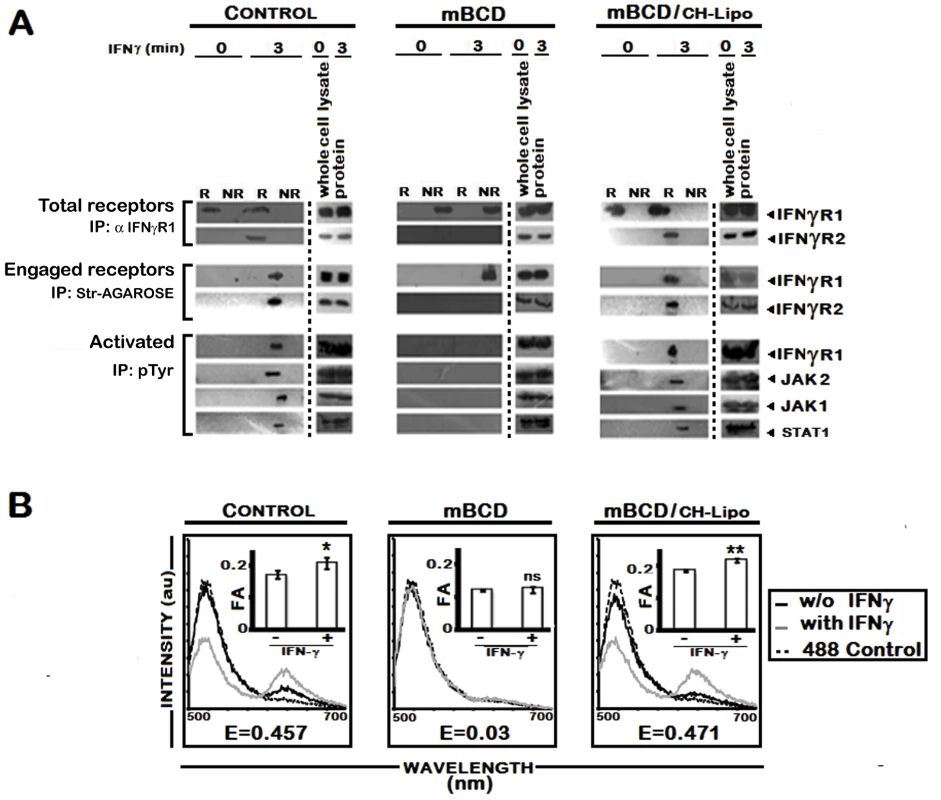 Effect of pharmacological depletion of cholesterol from MØs on IFNγ signaling and IFNγR subunit interaction.