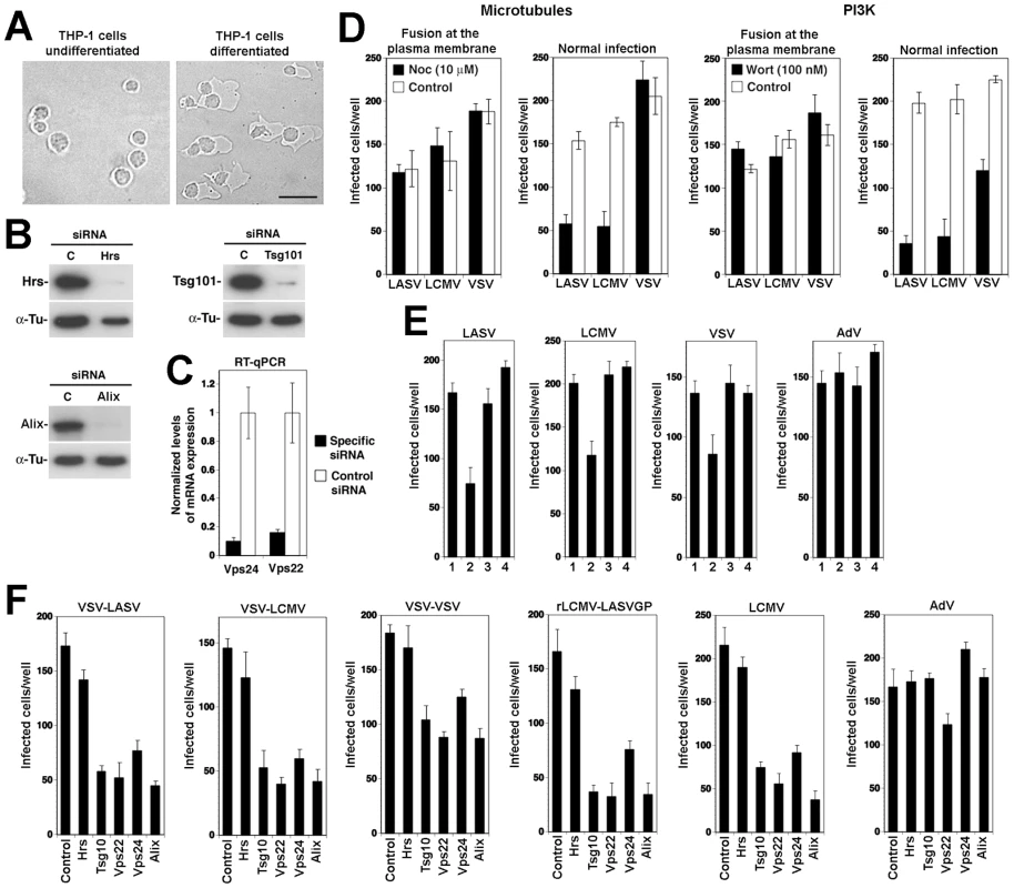 Cell entry of LASV and LCMV into human macrophages depends on the MVB and ESCRT proteins.