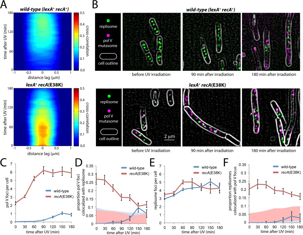 Colocalization of replisomes and mutasomes in wild-type (EAW282) and <i>recAE38K</i> cells (EAW307).