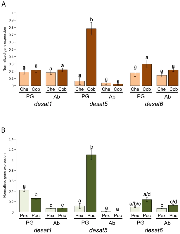 Gene expression of <i>desat1</i>, <i>desat5</i>, and <i>desat6</i> in the pheromone gland and abdomen of virgin females in <i>Ctenopseustis obliquana</i>, <i>C. herana</i>, <i>P. excessana</i>, and <i>P. octo</i> relative to housekeeper genes.