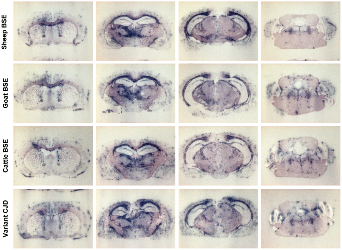 Regional distribution of PrP<sup>res</sup> in the brain of human PrP transgenic mice infected with BSE agent passaged through sheep, goat or human species.