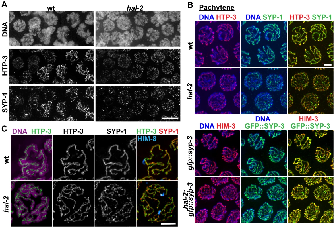 SYP proteins are loaded onto the axes of unpaired homologs in <i>hal-2</i> mutants.