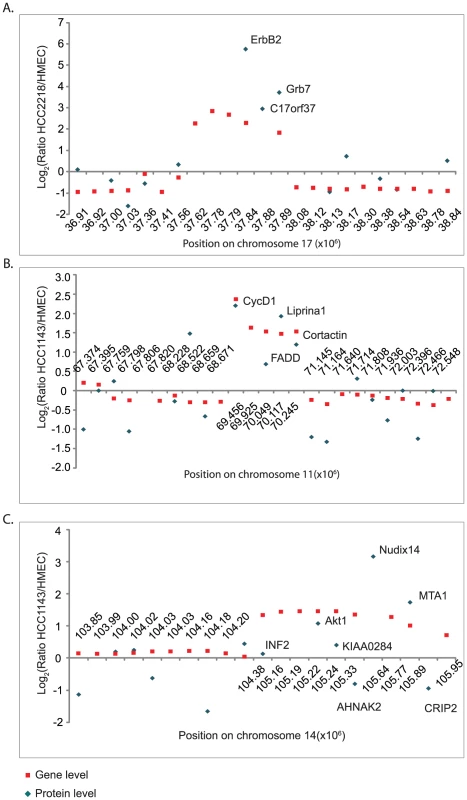 ERBB2, CCND1, and AKT1 amplicons.