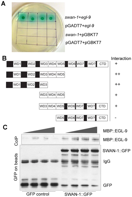 SWAN-1 binds to EGL-9.