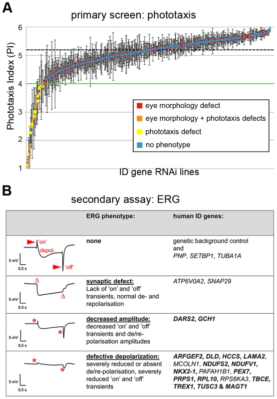 Phototaxis and electrophysiology defects of <i>Drosophila</i> ID models.