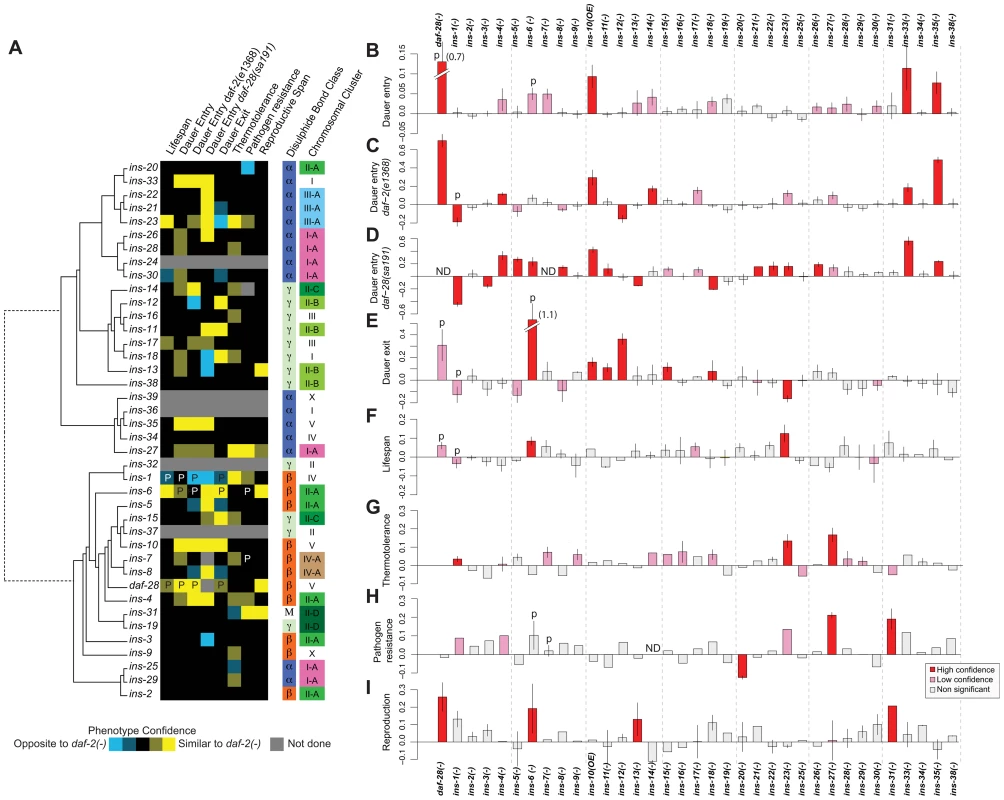 Phenotypes of ILP mutants.