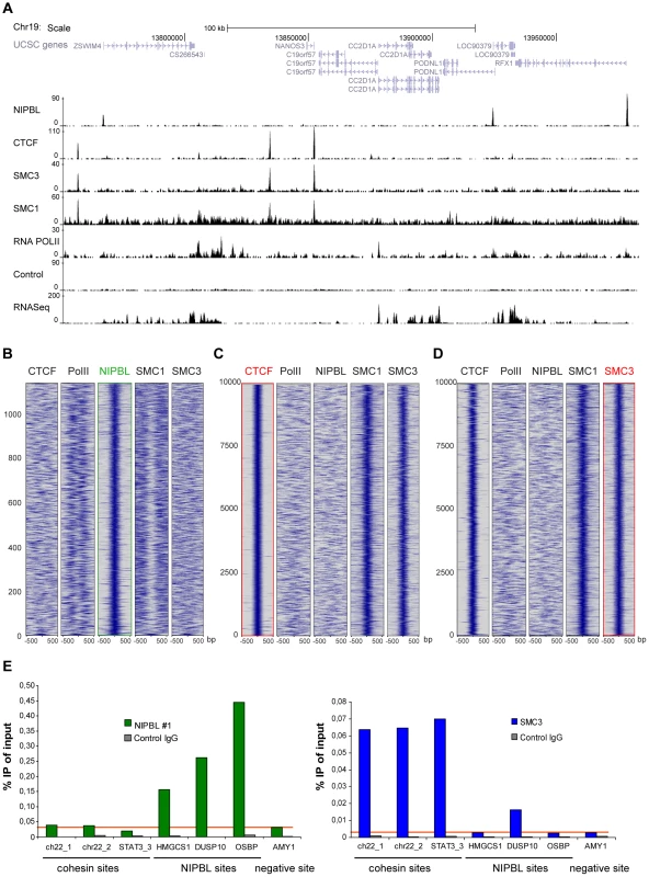 Binding of NIPBL, cohesin and CTCF in the human genome.