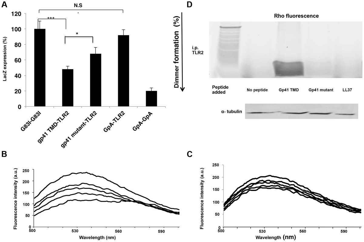 The gp41 TMD interacts directly with the TLR2 TMD <i>in vitro</i>, partially through its GxxxG dimmerization motif.
