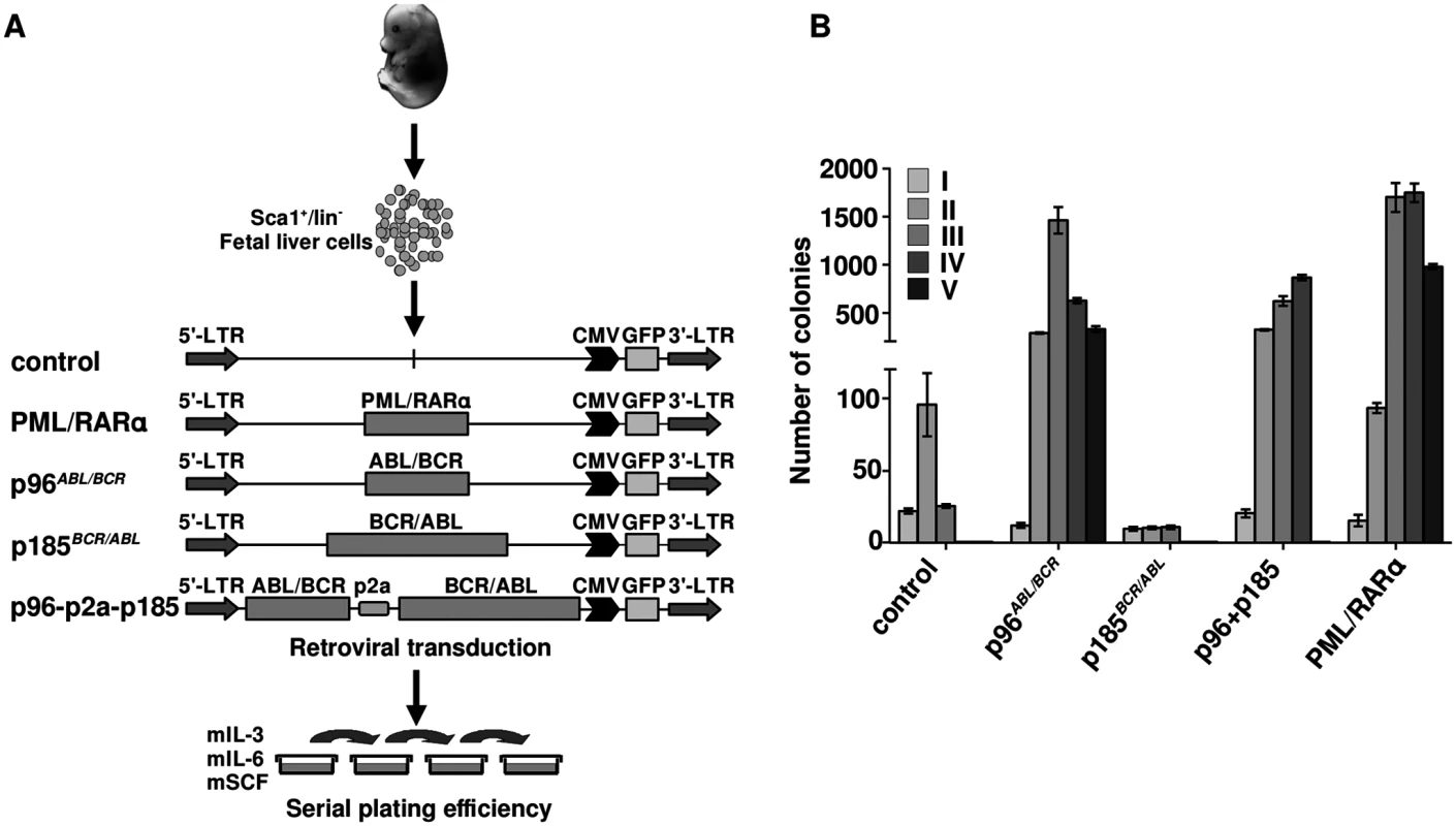 Effect of the t(9;22) fusion proteins the serial replating potential of murine fetal liver HSCs.