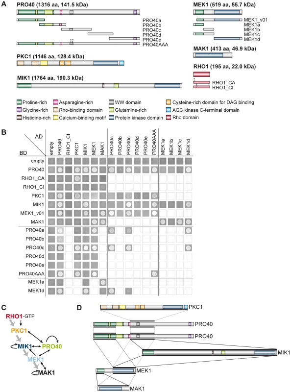 Interactions of PRO40 with components of the CWI pathway.