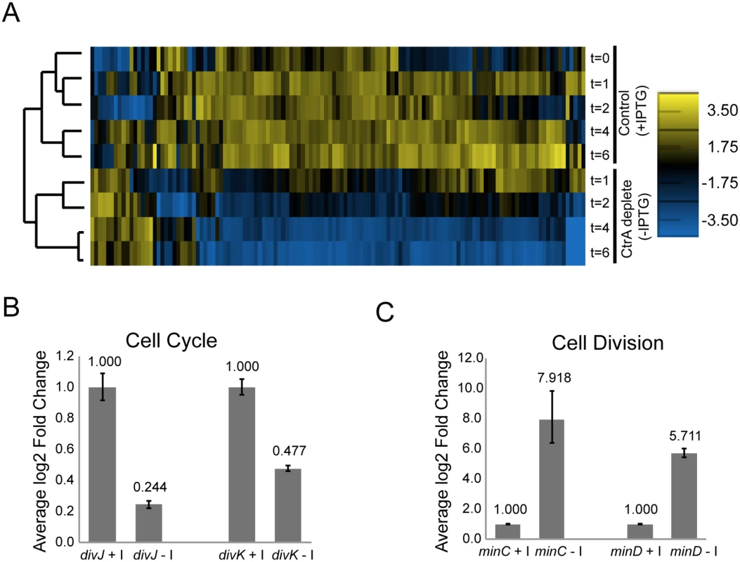 CtrA regulates the expression of at least 126 <i>S</i>. <i>meliloti</i> genes.