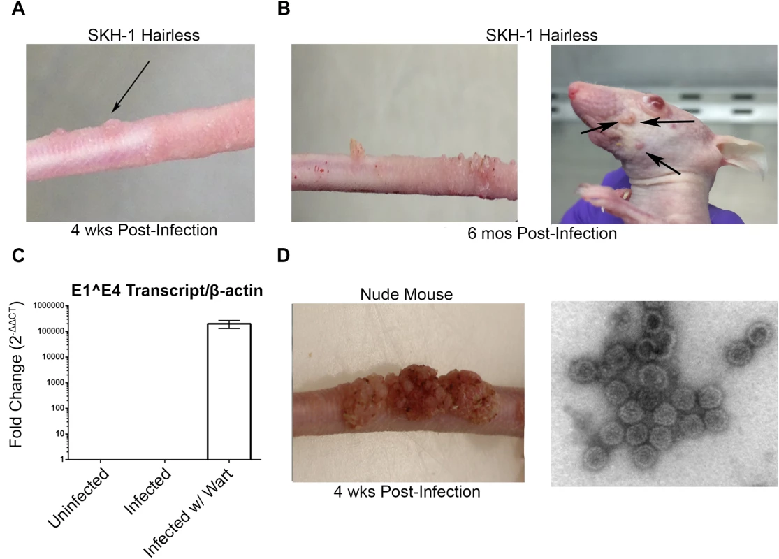 MusPV1 infection and disease in outbred SKH-1 mice and immunocompromised controls.