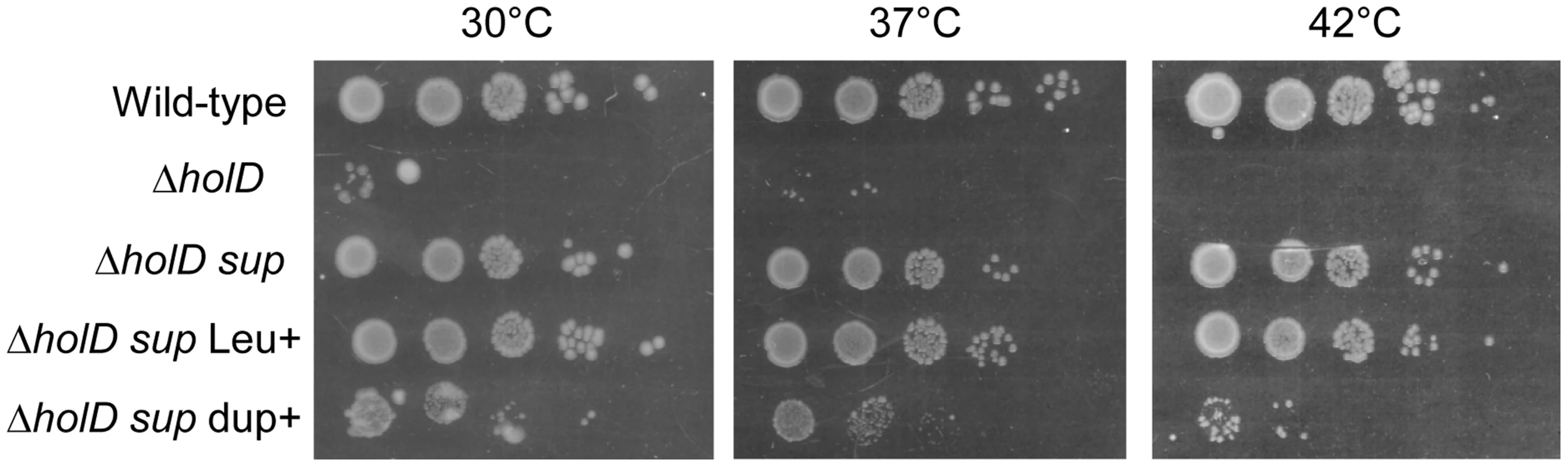 A 10 kb duplication restores Δ<i>holD</i> viability.