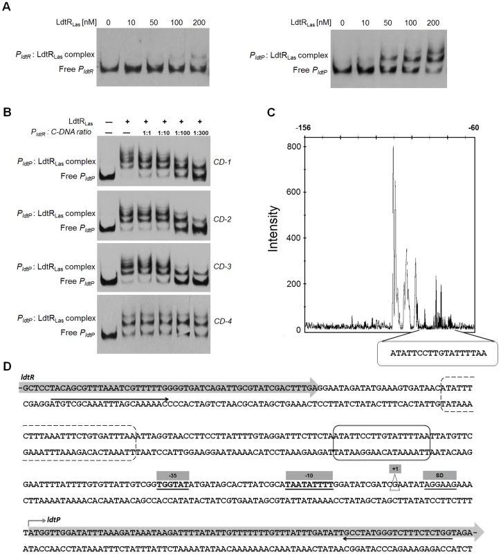 LdtR<sub>Las</sub> binds to <i>P<sub>ldtR</sub></i> and <i>P<sub>ldtP</sub></i> of ‘<i>Ca.</i> L. asiaticus’.