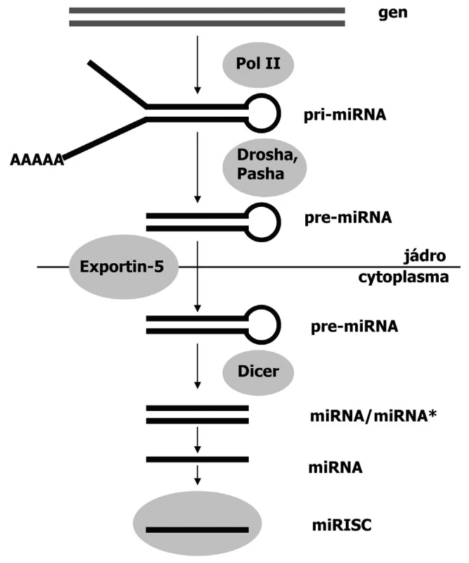 Mechanismus biogeneze miRNA
