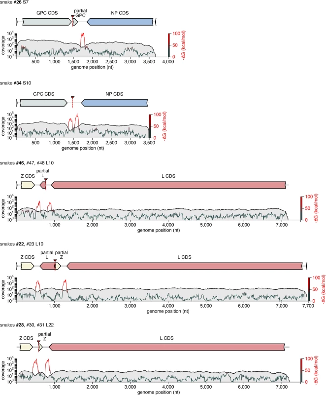 Recombinant genome segments with unusual organizations.