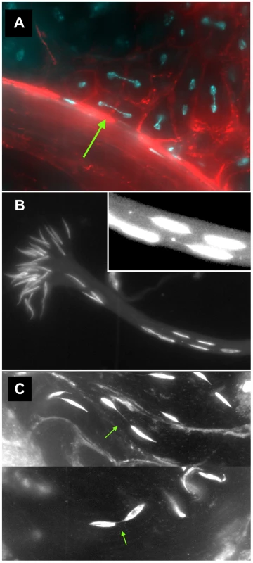 Meiotic and spermatid phenotypes of <i>lok</i> males after dicentric chromosome induction.