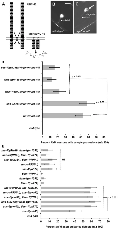 TIAM-1 acts with UNC-6/netrin and UNC-40/DCC in axon guidance and protrusion.