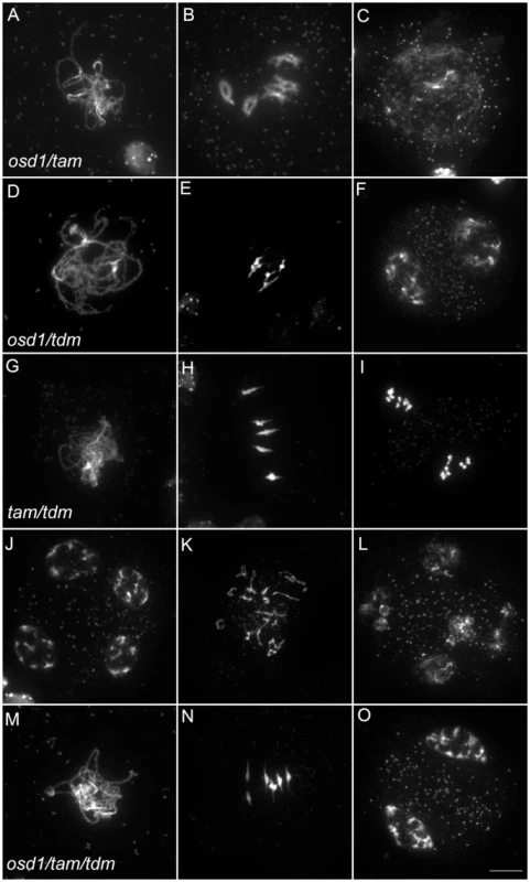 Epistasis analysis between OSD1, TAM, and TDM.
