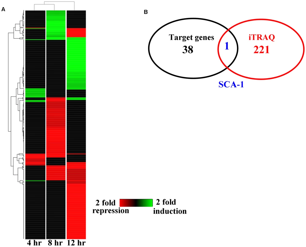 The changes of protein levels in worms after <i>P. aeruginosa</i> infection.