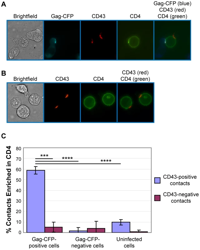 Gag-positive uropods form contacts enriched in CD4.